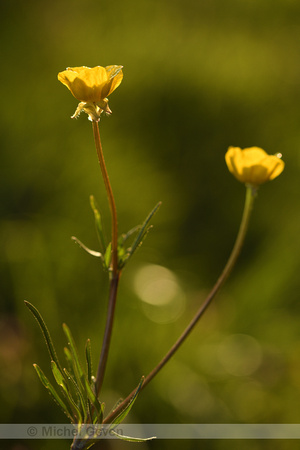 Knolboterbloem; Bulbuous buttervup; Ranunculus bulbosus