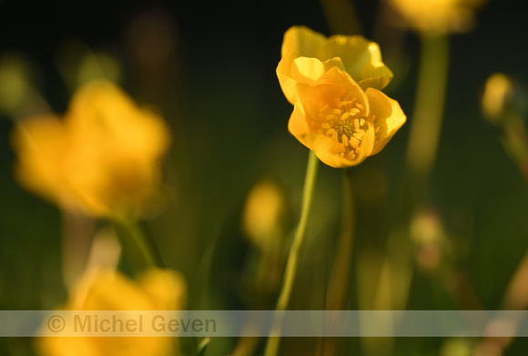 Knolboterbloem; Bulbuous buttervup; Ranunculus bulbosus