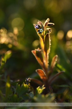 Veelkleurig vergeet-mij-nietje; Changing Forget-me-not; Myosotis