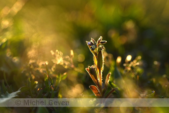 Veelkleurig vergeet-mij-nietje; Changing Forget-me-not; Myosotis