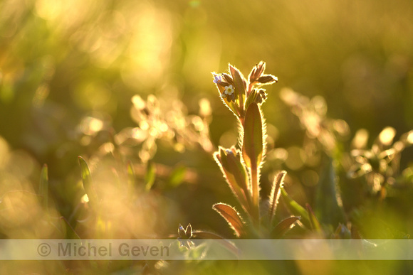 Veelkleurig vergeet-mij-nietje; Changing Forget-me-not; Myosotis