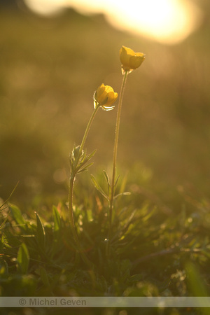 Knolboterbloem; Bulbuous buttervup; Ranunculus bulbosus