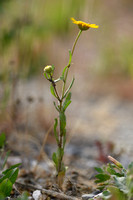 Coleostephus myconis