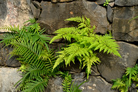 Pteris tremula