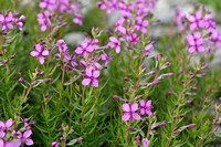 Fleichers Wilgenroosje; Epilobium dodonaei subsp. fleischeri