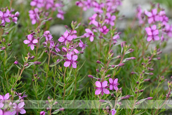 Fleichers Wilgenroosje; Epilobium dodonaei subsp. fleischeri