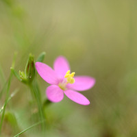 Strandduizendguldenkruid - Seaside Centaury - Centaurium littorale