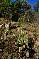Dense-flowered Orchid; Neotinea maculata