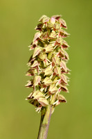 Dense-flowered Orchid; Neotinea maculata