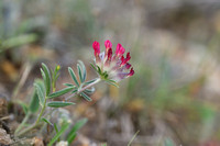 Anthyllis vulneraria subsp. rubriflora