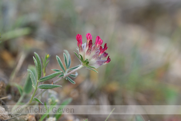 Anthyllis vulneraria subsp. rubriflora