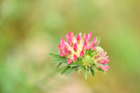 Anthyllis vulneraria subsp. rubriflora