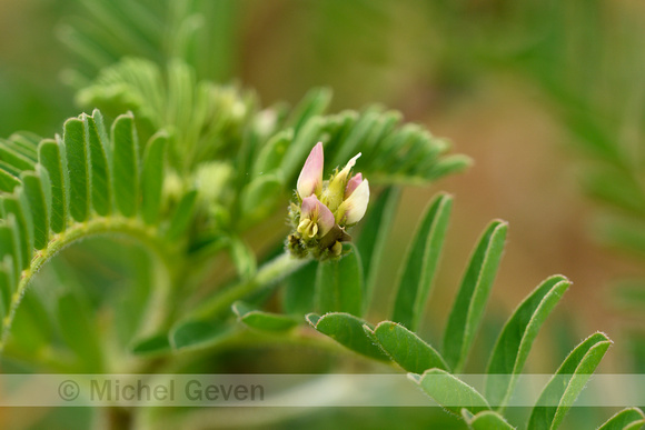 Astragalus boeticus