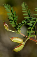 Astragalus boeticus