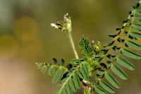 Astragalus boeticus