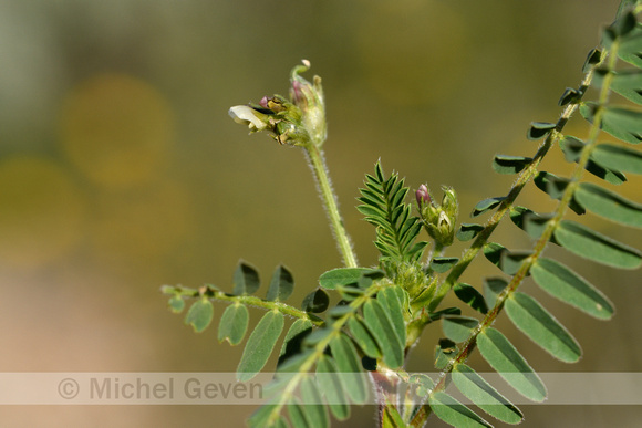 Astragalus boeticus