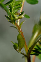 Astragalus boeticus