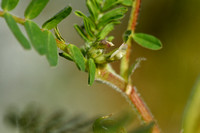 Astragalus boeticus