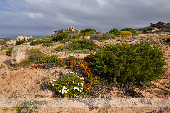 Cistus salviifolius