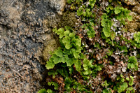 Echt Venushaar; Maidenhair fern; Adiantum capillus-veneris