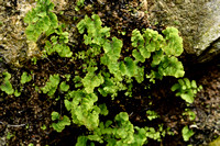 Echt Venushaar; Maidenhair fern; Adiantum capillus-veneris