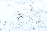 Franse veldbies; Southern Wood-rush; Luzula forsteri