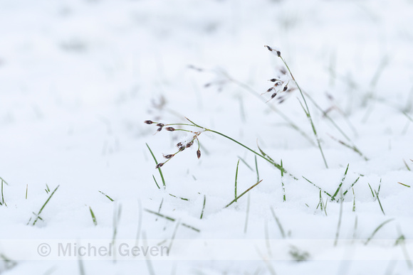 Franse veldbies; Southern Wood-rush; Luzula forsteri