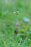 Franse veldbies; Southern Wood-rush; Luzula forsteri