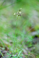 Franse veldbies; Southern Wood-rush; Luzula forsteri