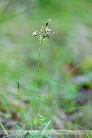 Franse veldbies; Southern Wood-rush; Luzula forsteri