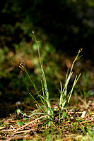 Franse veldbies; Southern Wood-rush; Luzula forsteri