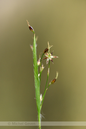 Franse veldbies; Southern Wood-rush; Luzula forsteri