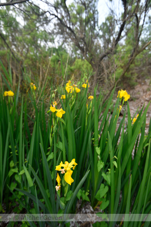 Gele lis; Yellow Flag; Iris pseudacorus