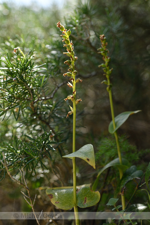 Gennaria diphylla