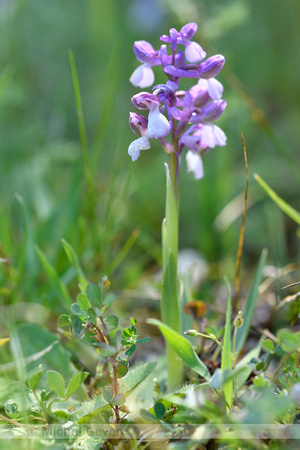 Harlekijn; Green-winged orchid; Anacampis morio