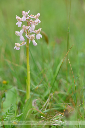 Harlekijn; Green-winged orchid; Anacampis morio