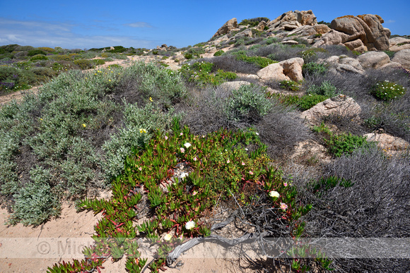 Hottentotvijg; Hottentot-fig; Carpobrotus edulis;