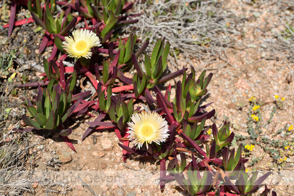 Hottentotvijg; Hottentot-fig; Carpobrotus edulis;