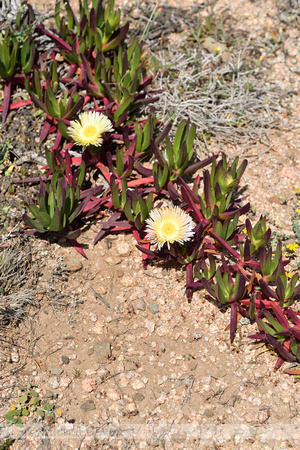 Hottentotvijg; Hottentot-fig; Carpobrotus edulis;