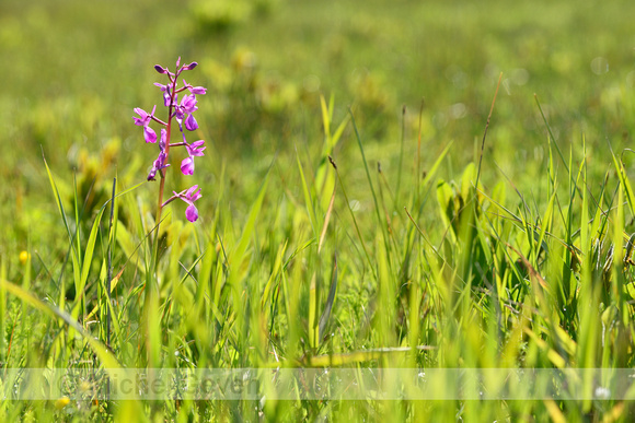 Ijle moerasorchis; Loose-Flowered Orchid; Anacamptis laxiflora