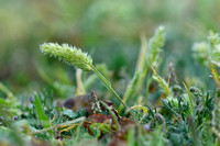 Klein fakkelgras; Mediterranean Hair-grass; Rostraria cristata
