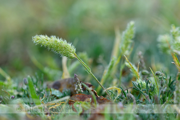 Klein fakkelgras; Mediterranean Hair-grass; Rostraria cristata