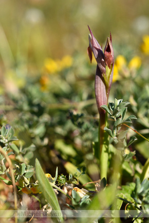 Kleine tongorchis; Serapias parviflora