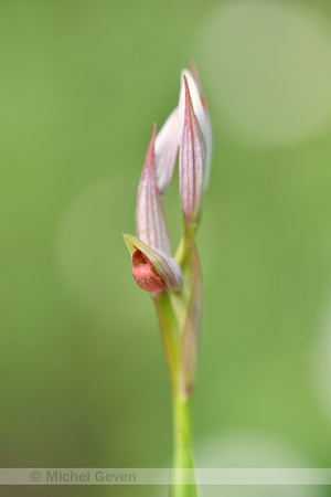 Kleine tongorchis; Serapias parviflora