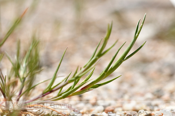 Kromstaart; Curved hard-grass; Parapholis incurva
