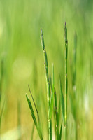 Kromstaart; Curved hard-grass; Parapholis incurva