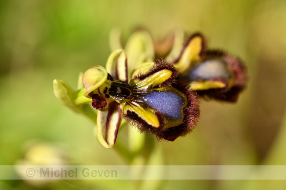 Mirror Bee Orchid; Ophrys speculum