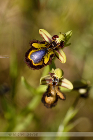 Mirror Bee Orchid; Ophrys speculum