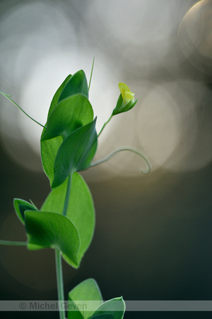 Naakte lathyrus; Yellow Vetchling; Lathyrus aphaca