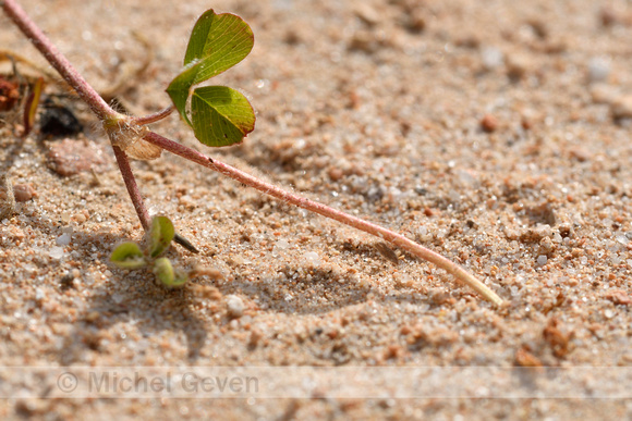 Onderaardse klaver; Subterranean Clover; Trifolium subterraneum